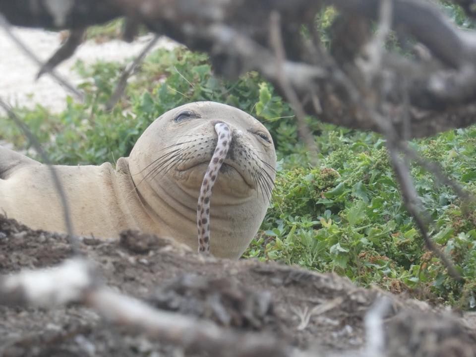 monk seal