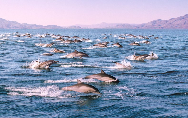 dolphin pod