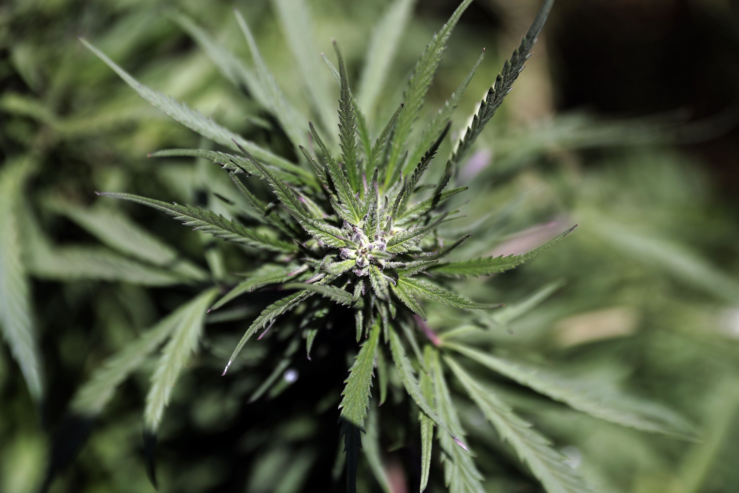 Marijuana, Michigan, Weed, Pot, Legalization, Recreational drugs