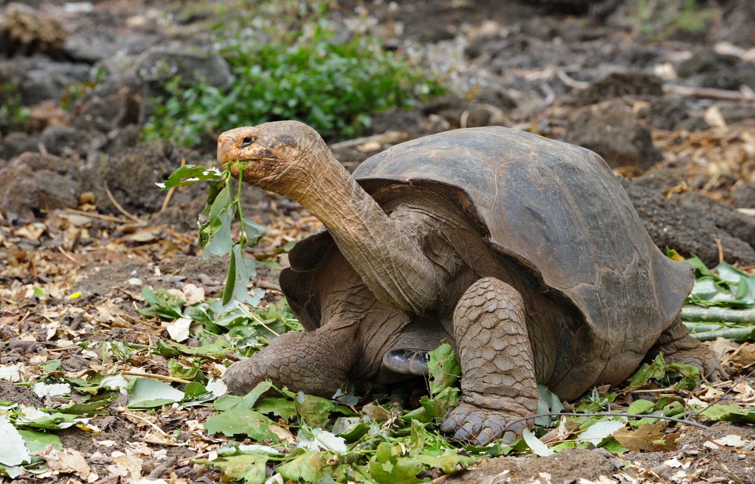 Genetic Study Reveals Galapagos Tortoise S Longevity Secrets