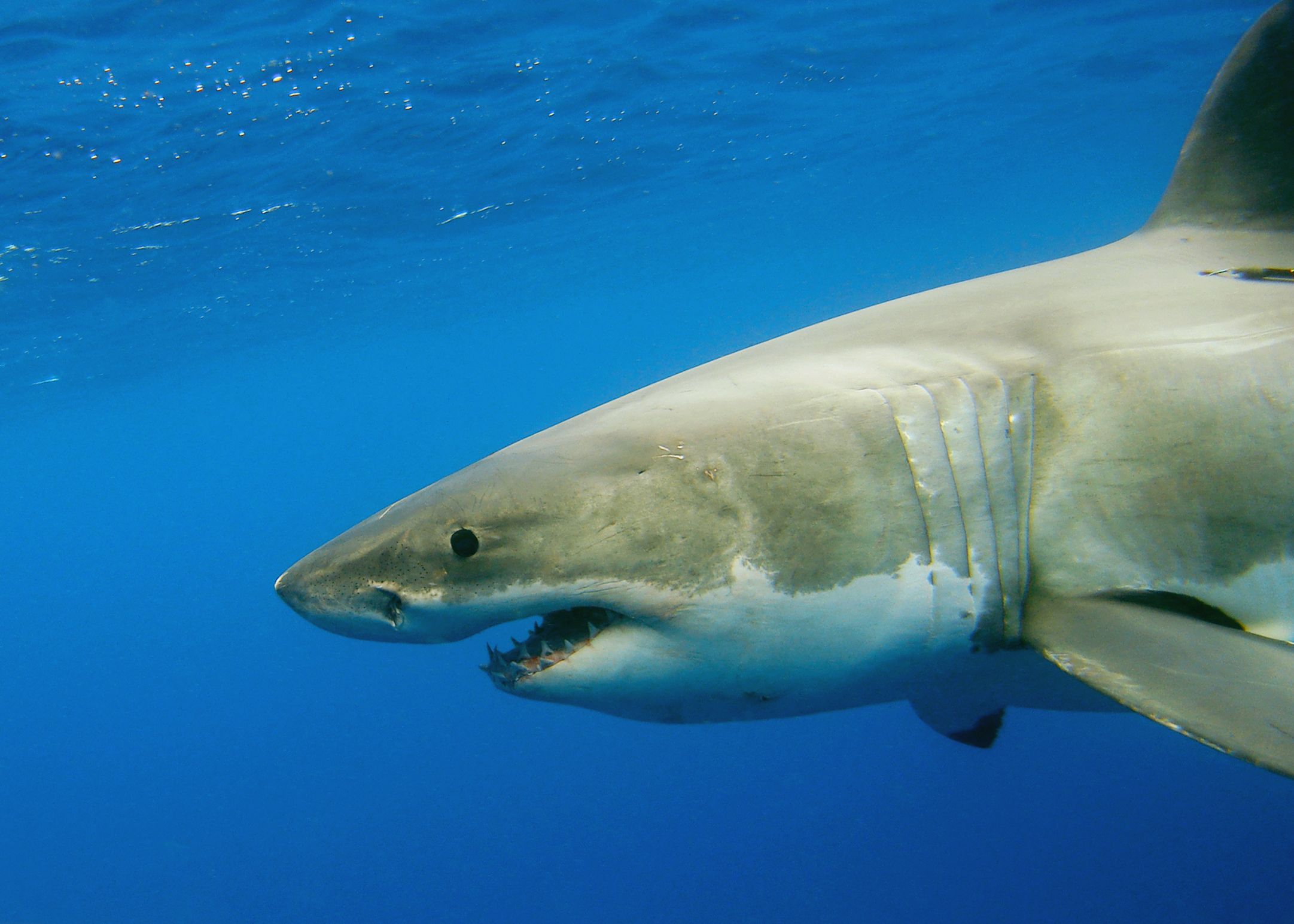 Great White Shark