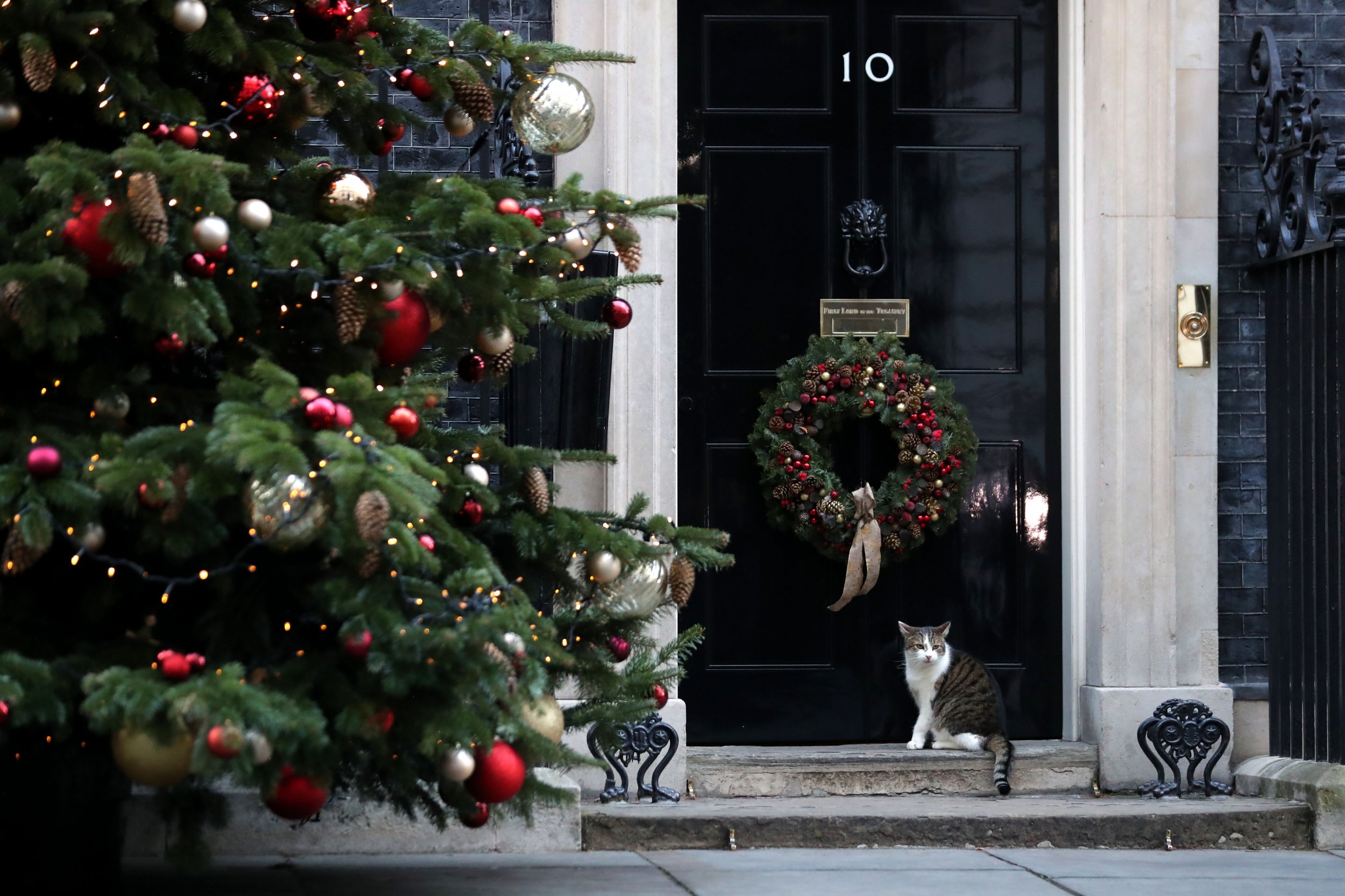 Cats eating clearance fake christmas tree