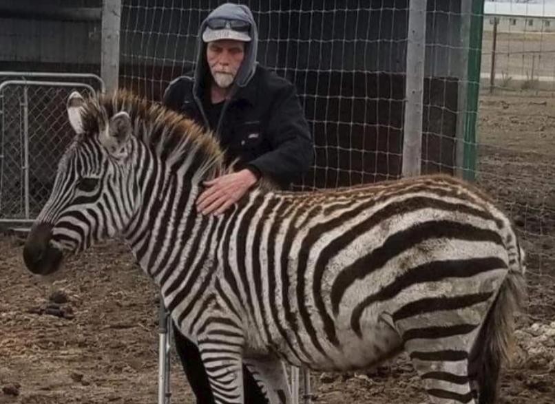Zebra on X: fucking finally / X