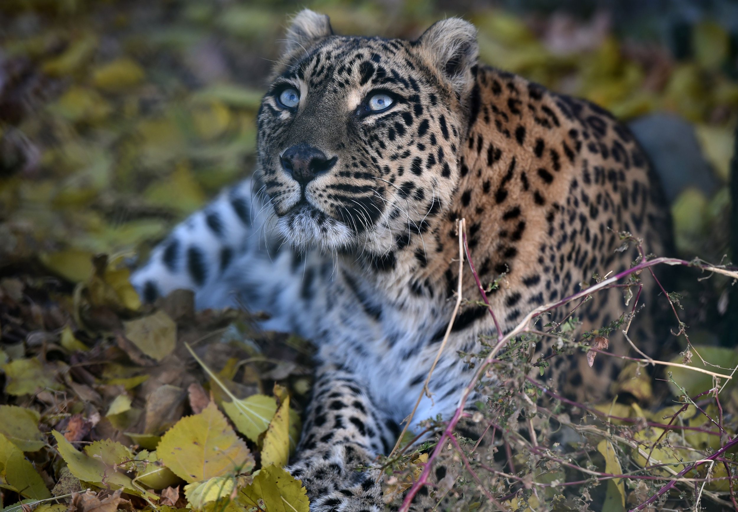 Leopard India Monk killed