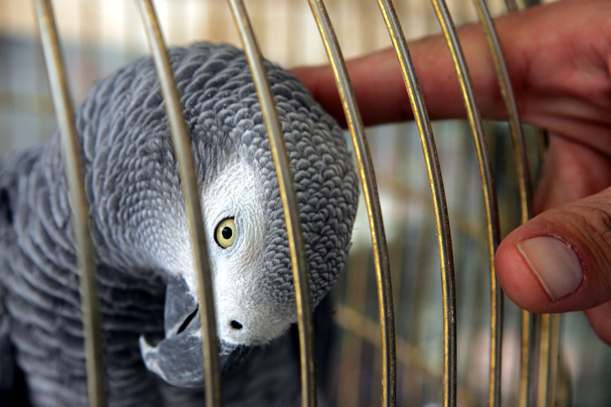 Parrot, Alexa, African Grey, England, Animals