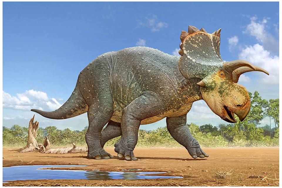 dinosaurs like the triceratops