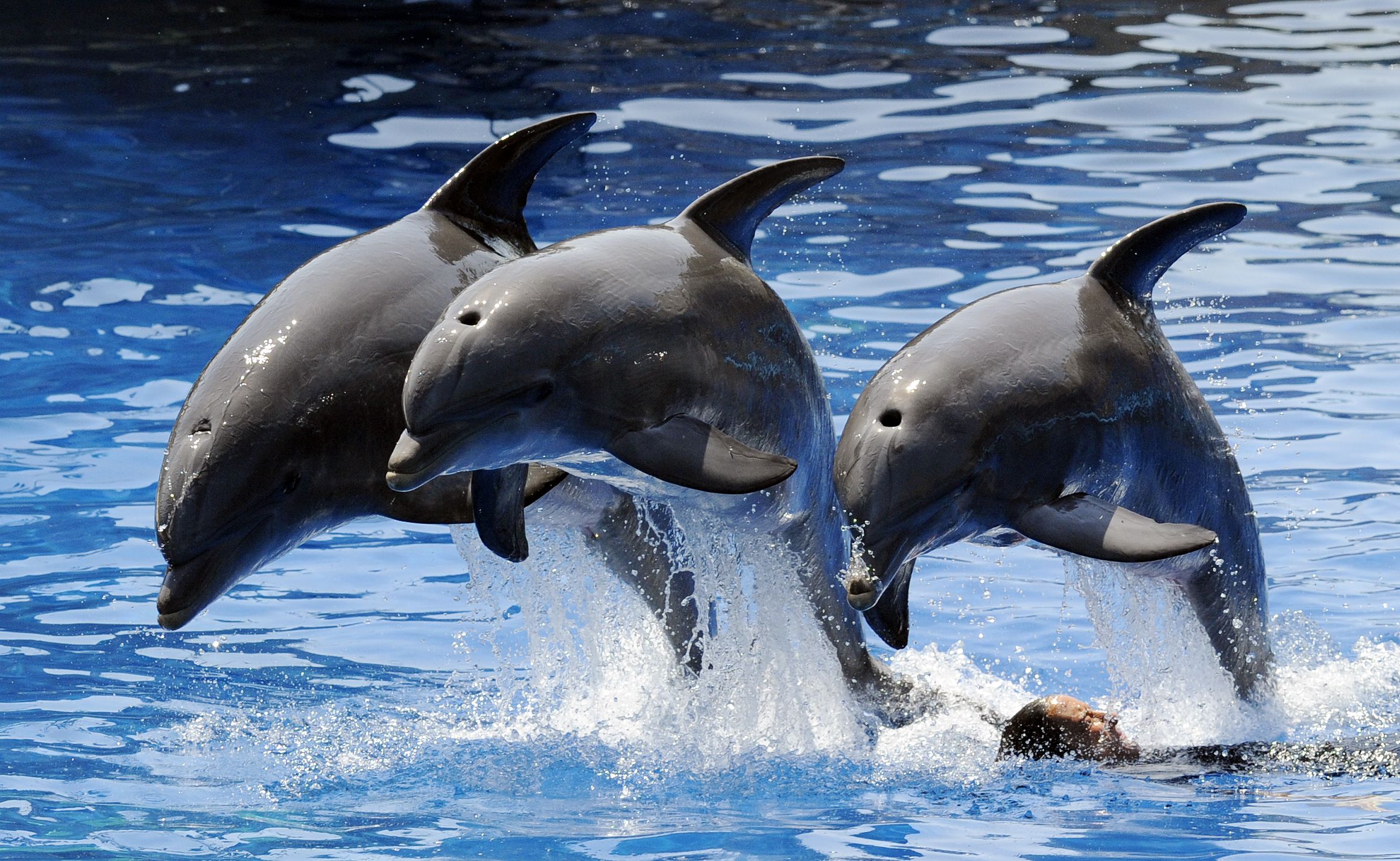 Sea World Shuts Down Dolphin Shows After Protesters Jump in Pool