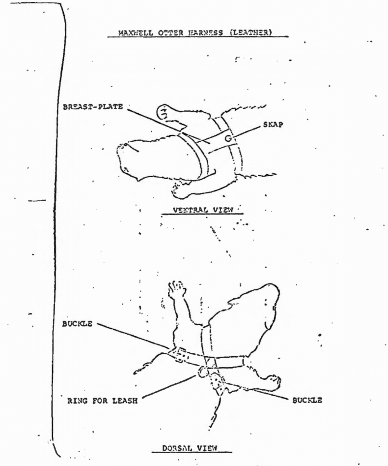 otter-harness-cia-mkultra