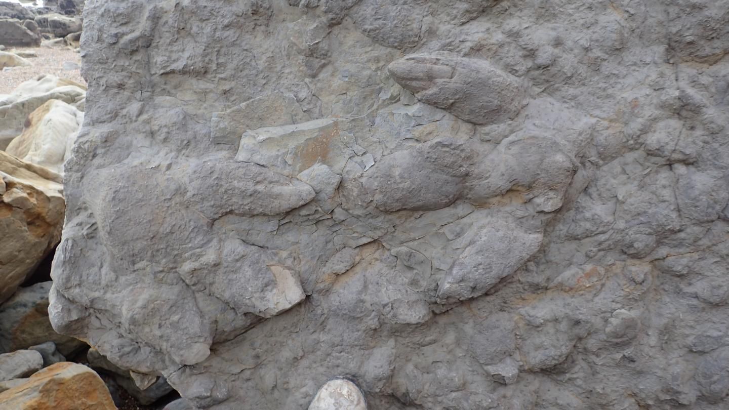 Dinosaur footprints, science, dinosaurs, ancient footprints, geology, paleontology