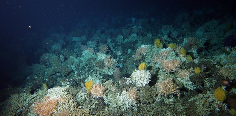 Tasmania coral reef
