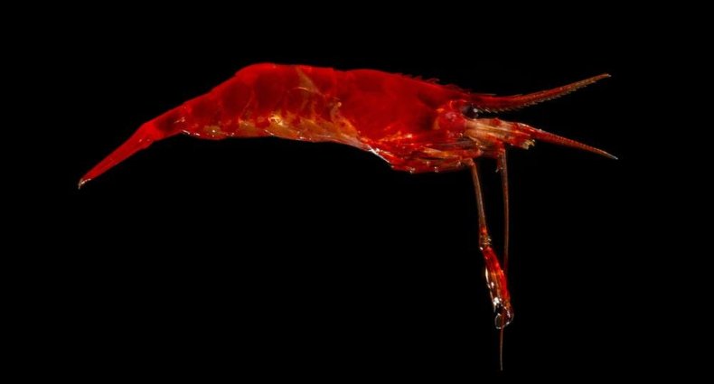 hippolytid shrimp