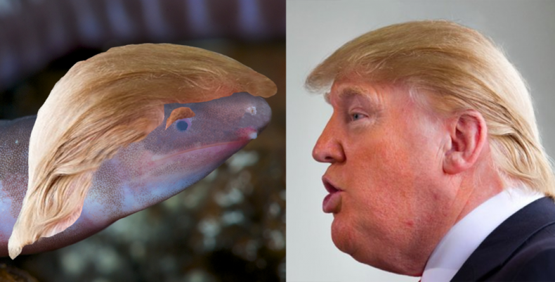 Trump_caecilian_1024x1024