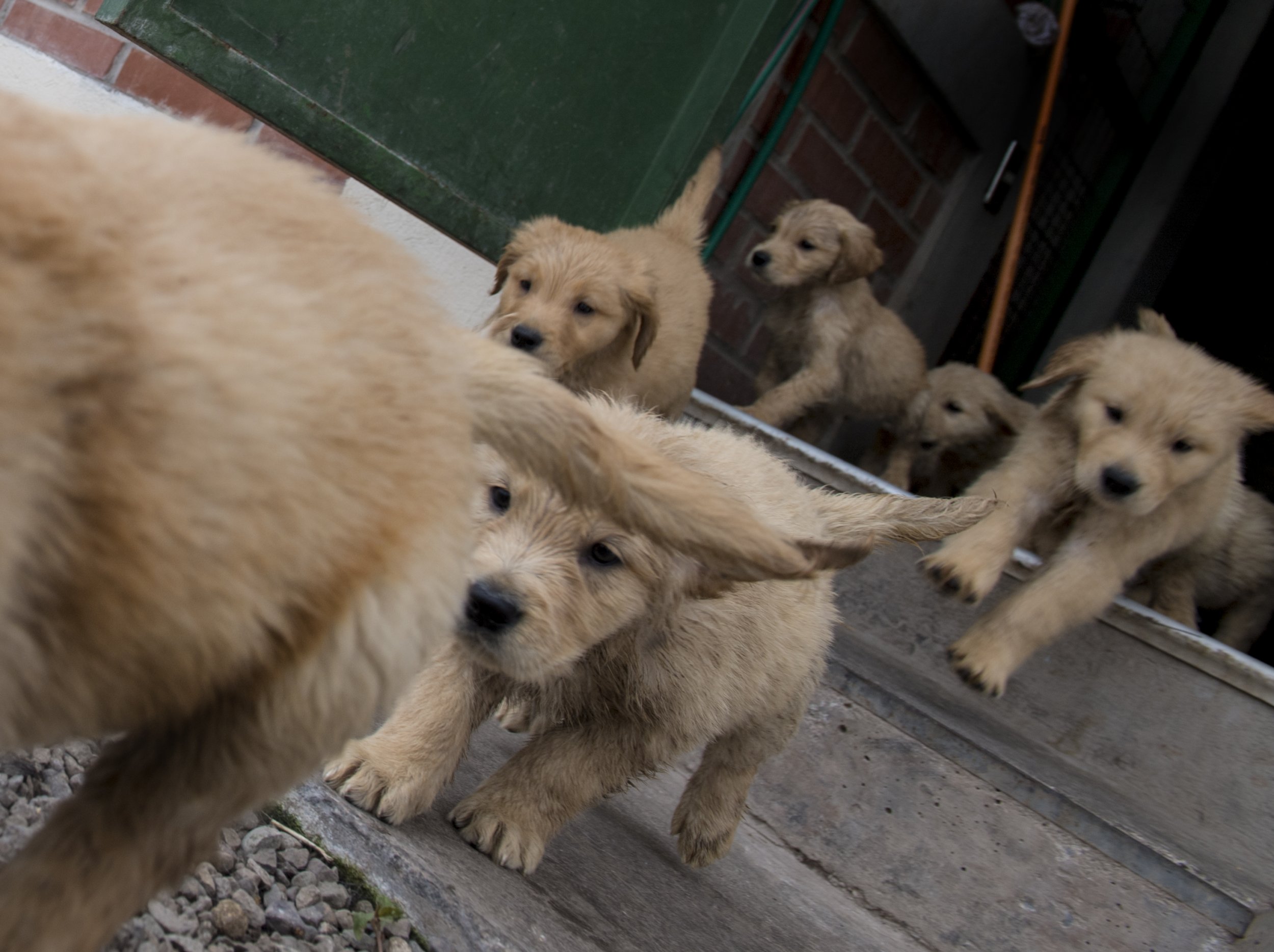 California Bans Pet Stores From Selling Non Rescue And Shelter Animals