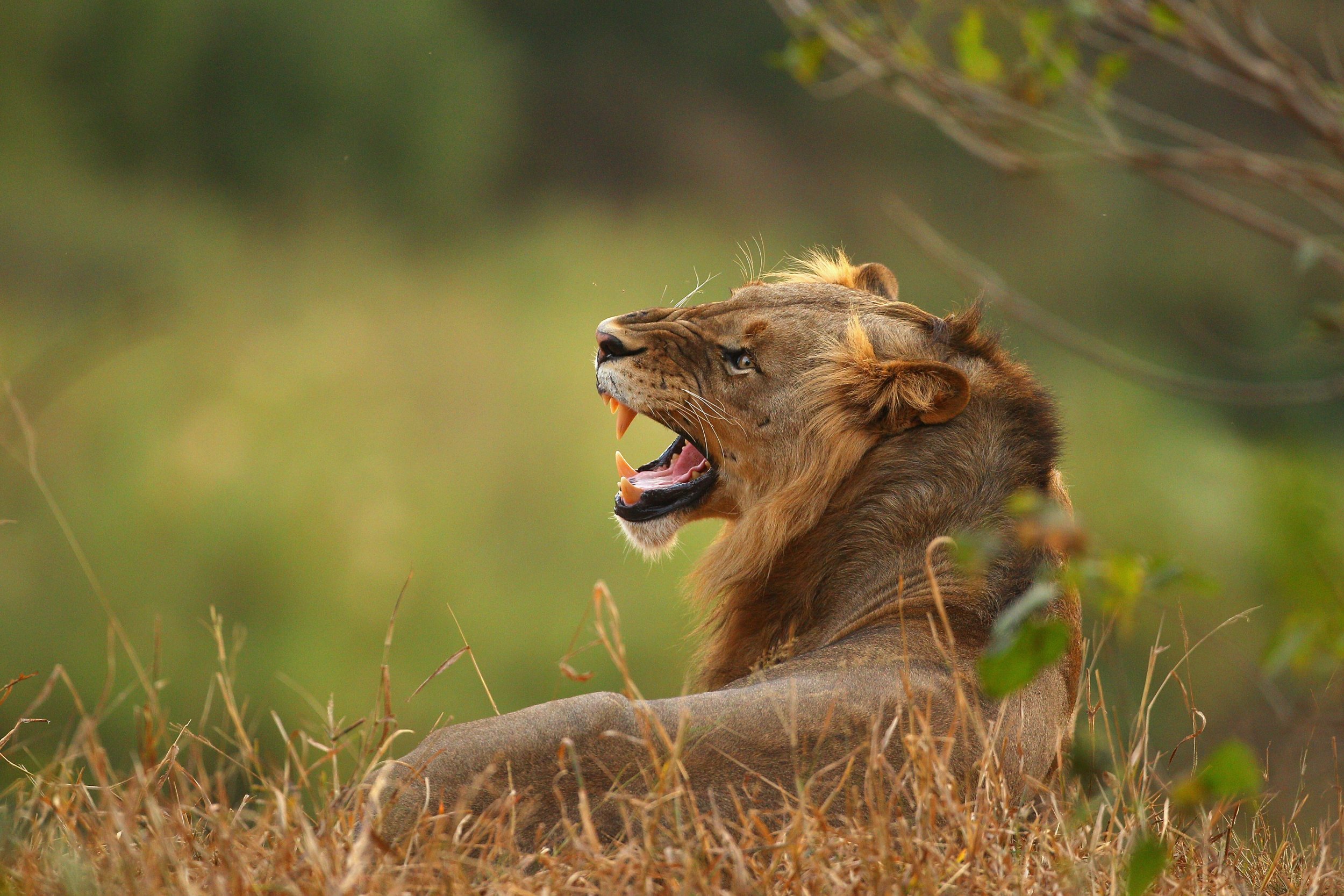 Lion Escapes Enclosure and Mauls Intern to Death at North Carolina