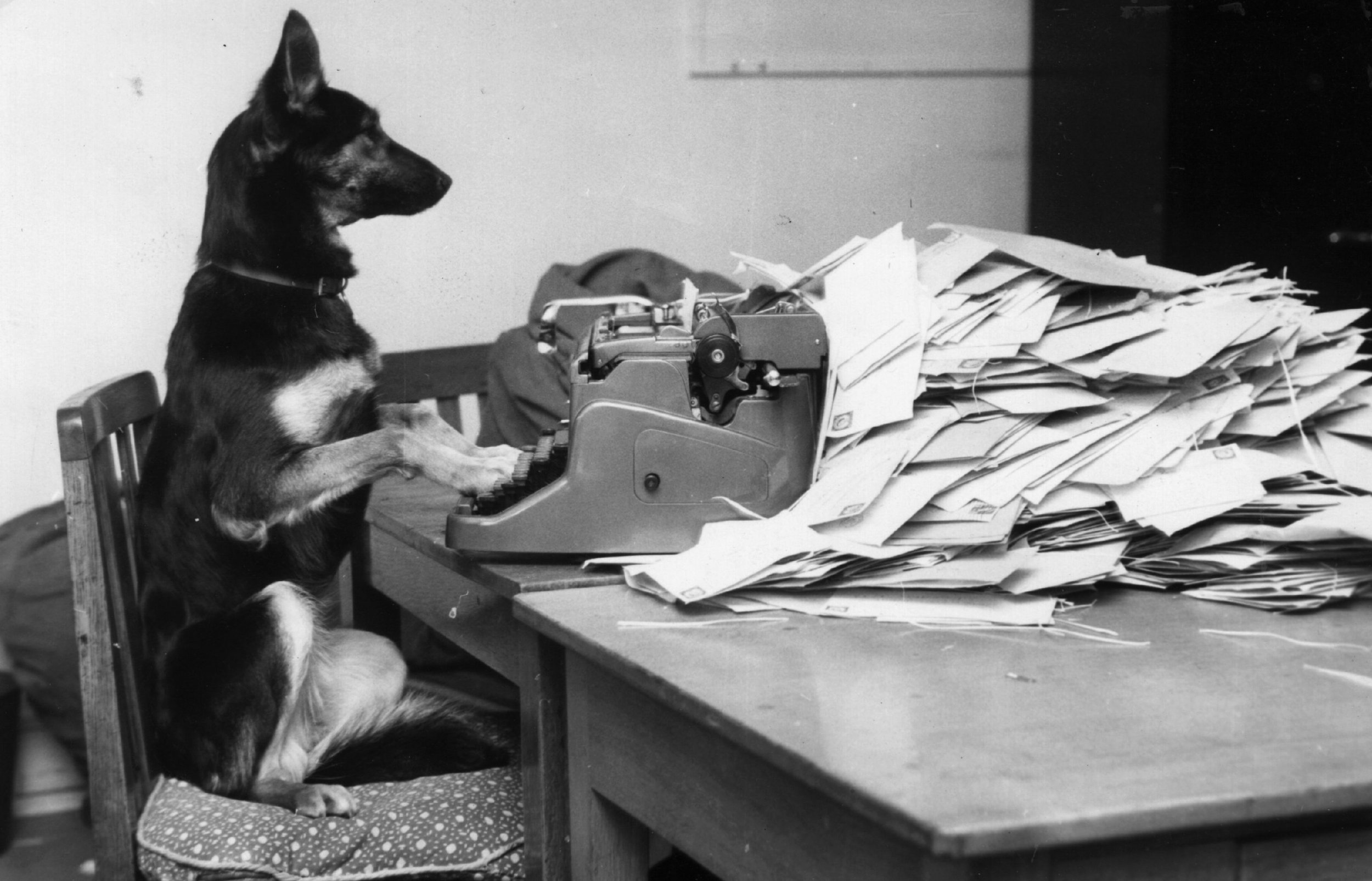 Dog at typewriter