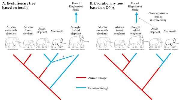 Elephant Evolution Chart