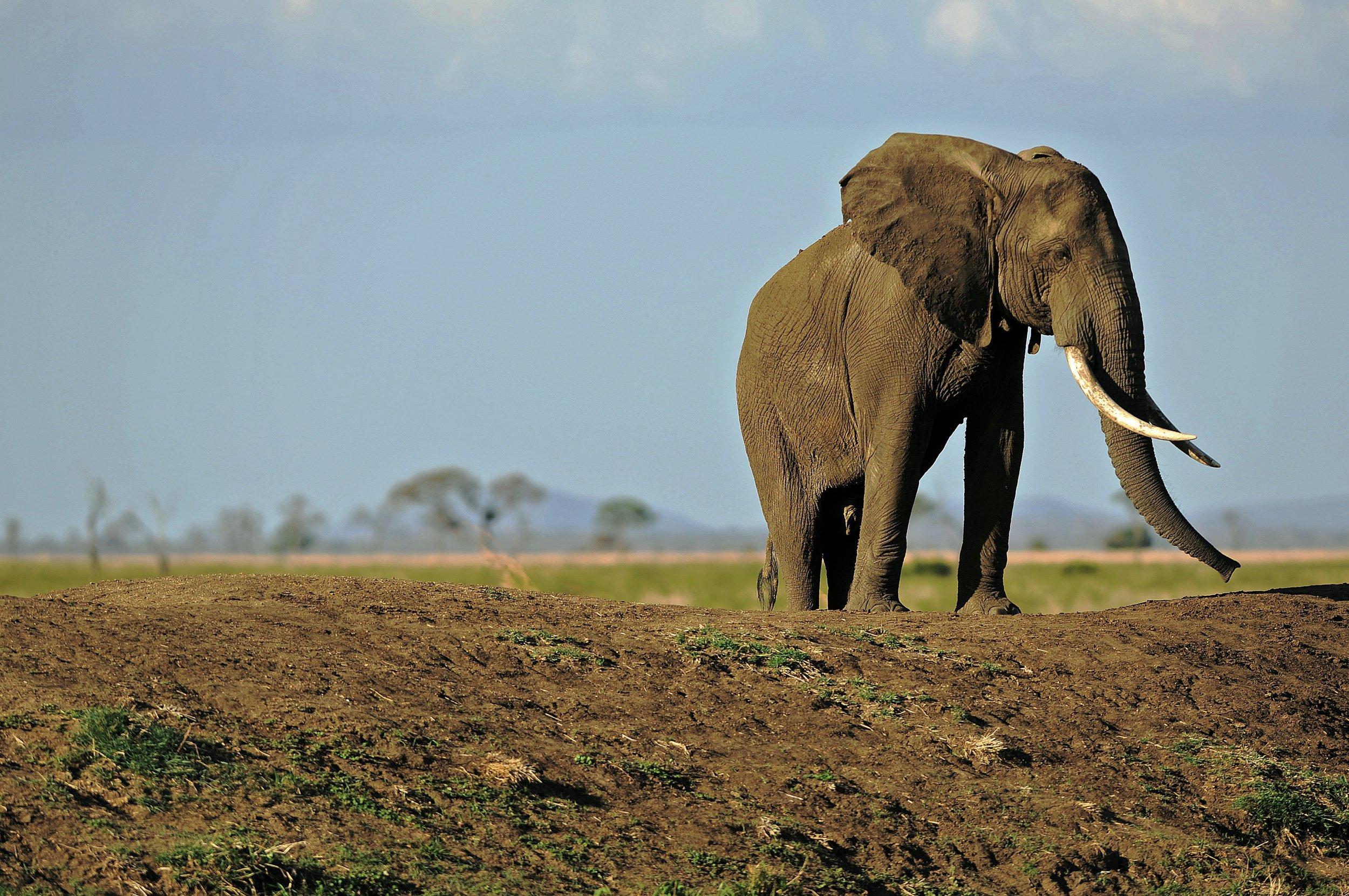 elephant tanzania