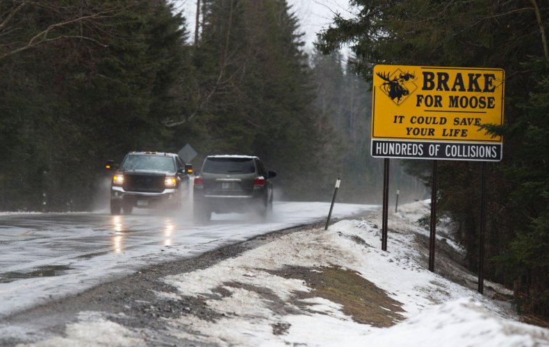 Oregon Roadkill