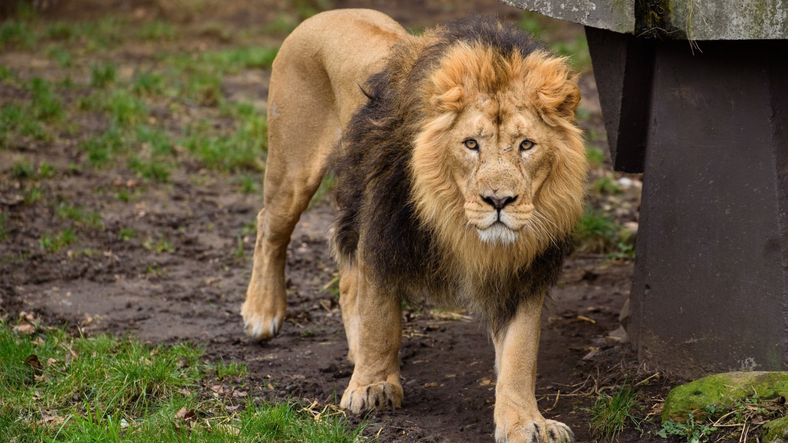 north carolina lion attack update 911