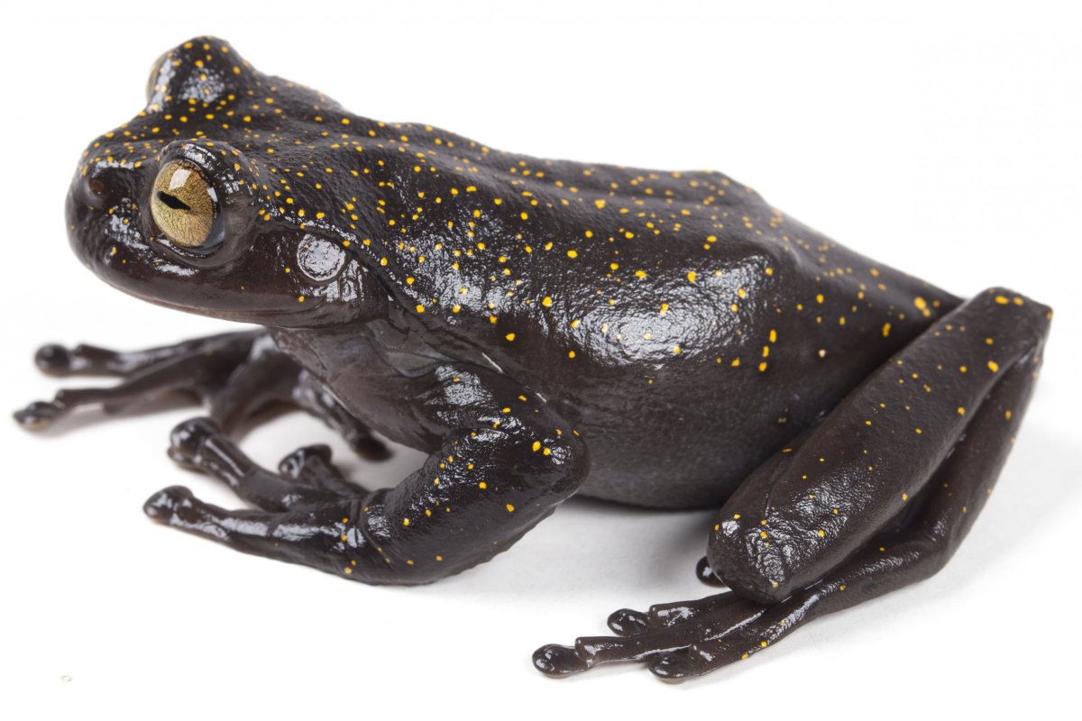 New Species of Frog With Weird Claw Thumb Discovered in Unexplored
