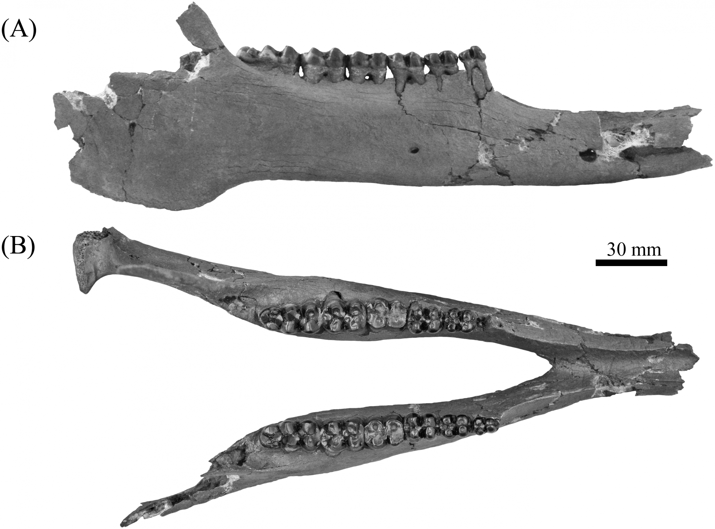 Mylohyus elmorei, ancient peccary, jaw