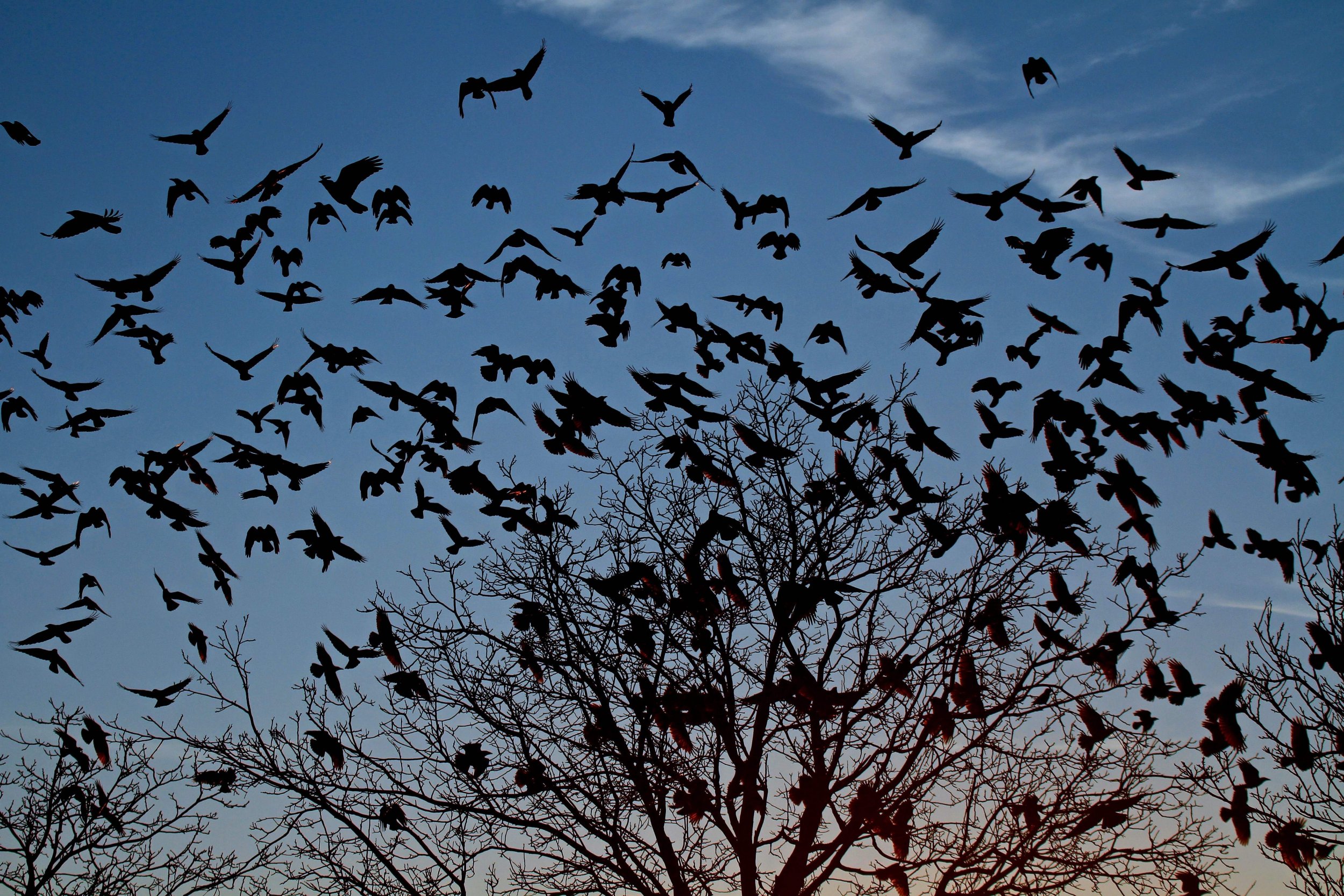 Crows Swarming Pennsylvania Street