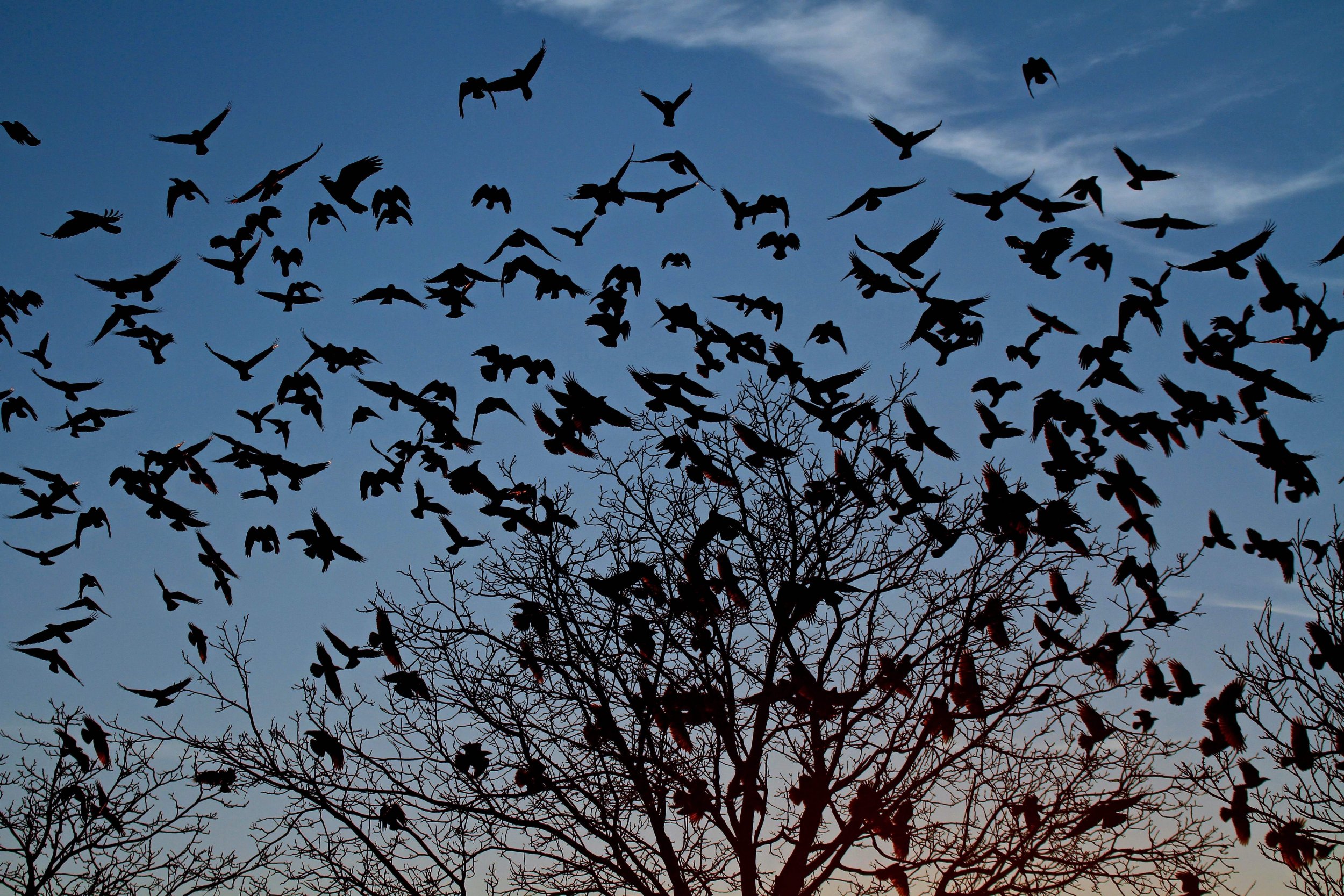 bird flock crow download