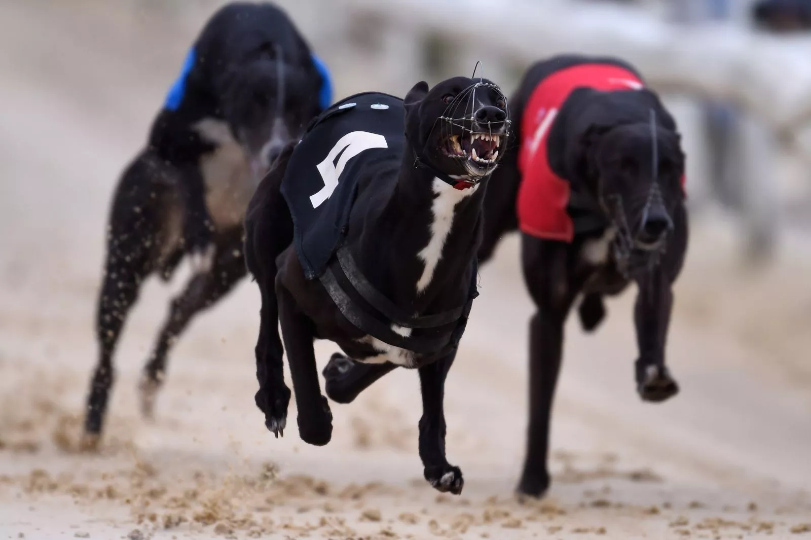 Greyhound Wins Race But Is Later Discovered To Be On Methamphetamine
