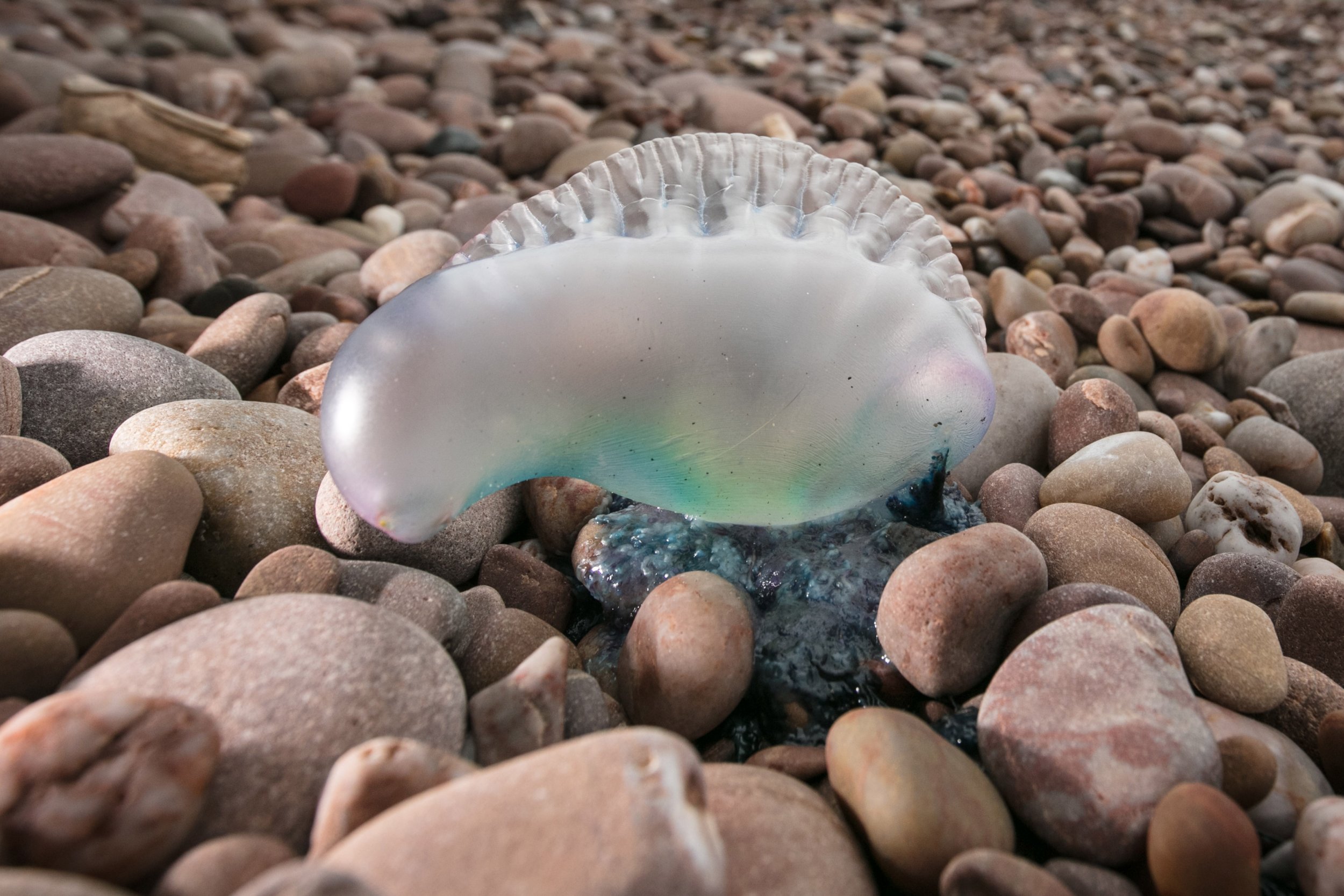 Thousands Of Beachgoers Stung In Bluebottle Jellyfish Ambush