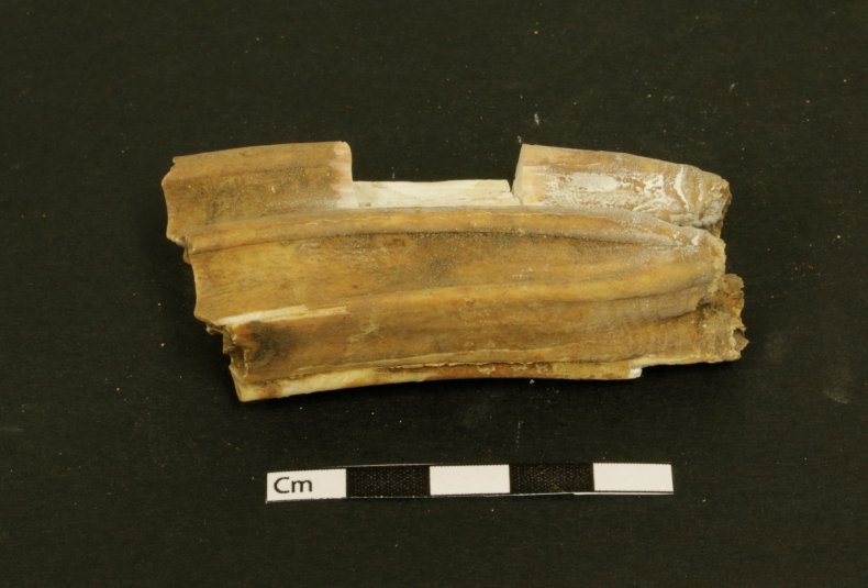 iceland viking horse burial