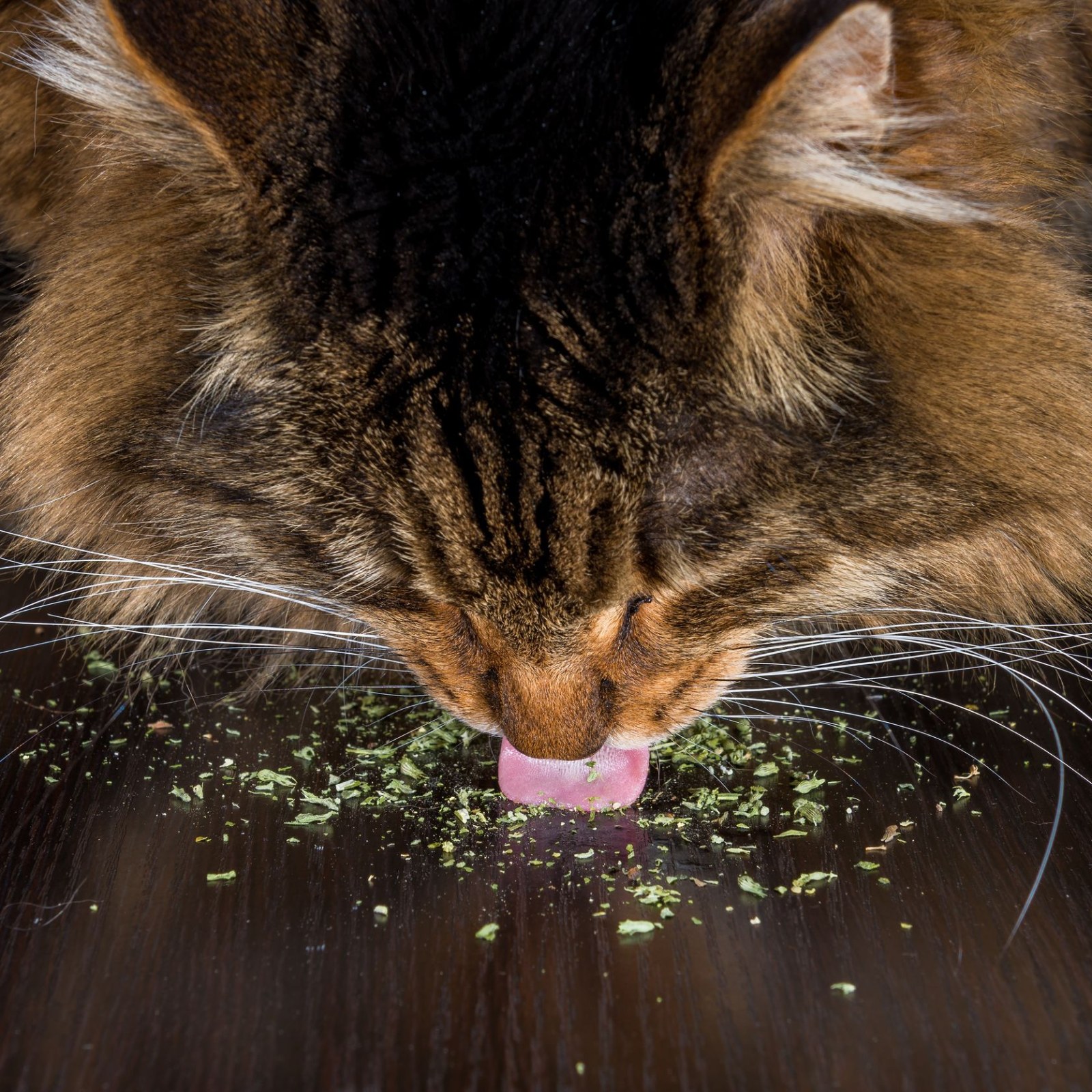 Is It Wrong To Give Catnip To Cats