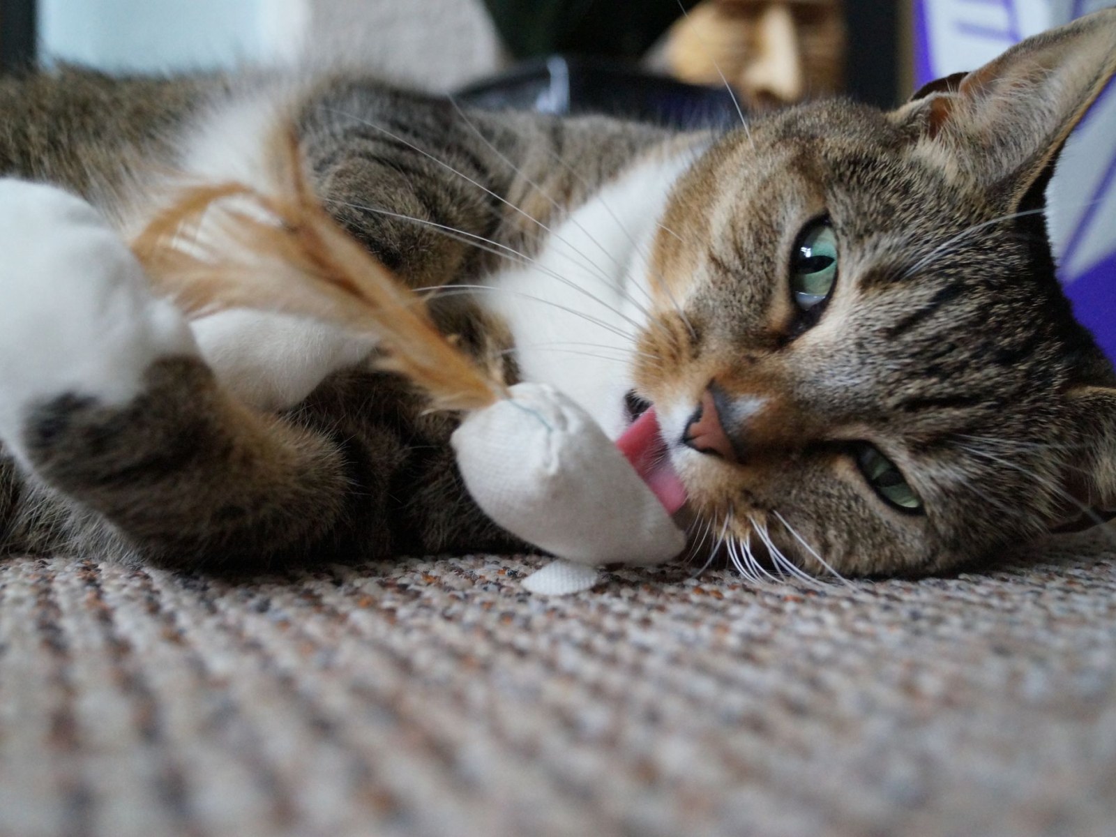 Is It Wrong To Give Catnip To Cats
