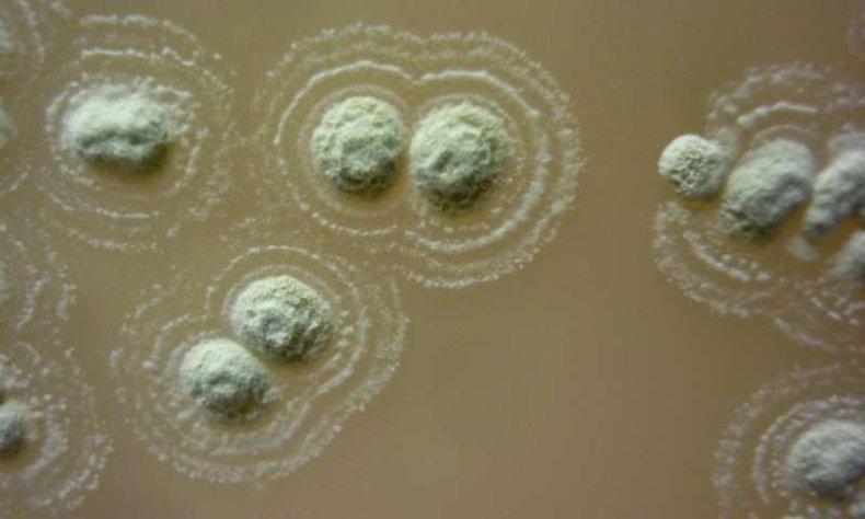 Irish soil bacteria