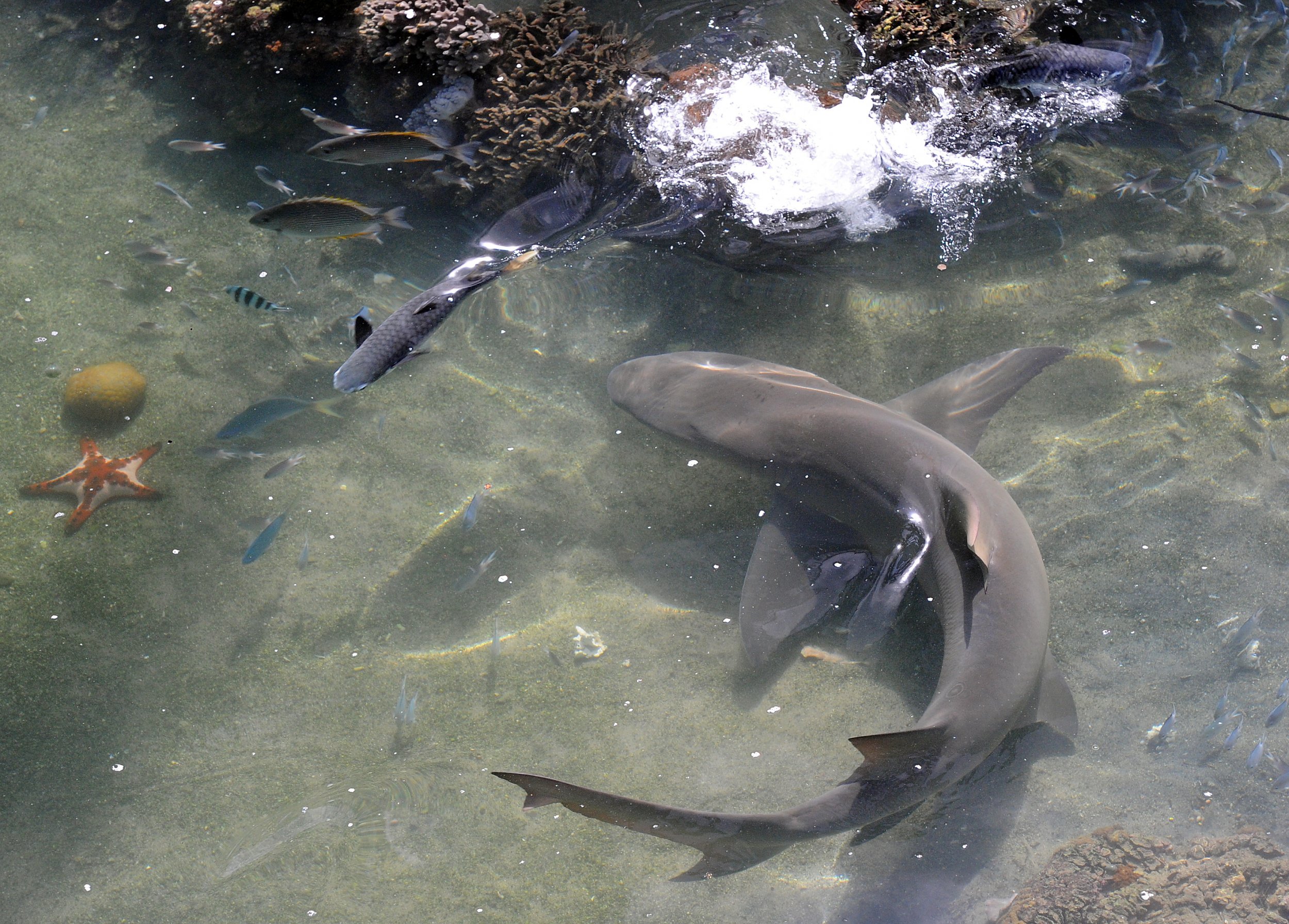 great white shark in shallow water