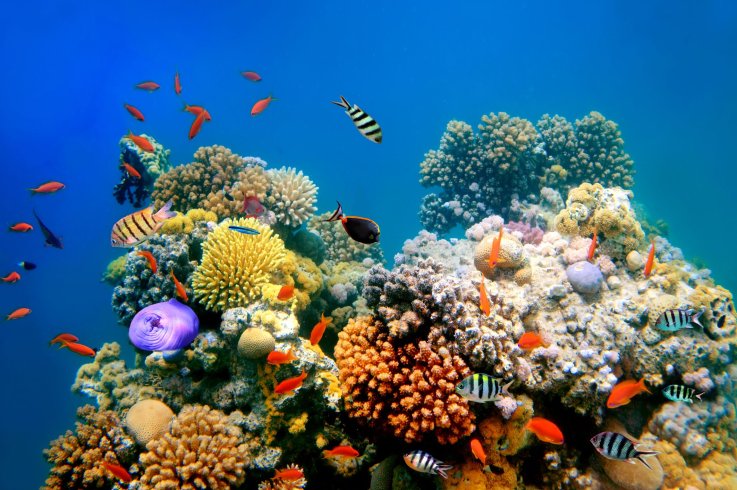 ocean fish tropical stock getty ocean fish tropical stock getty