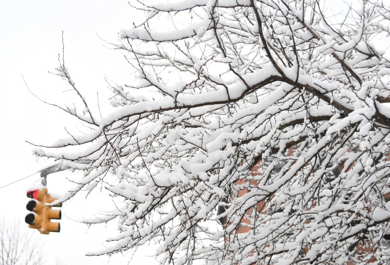 snowy tree storm