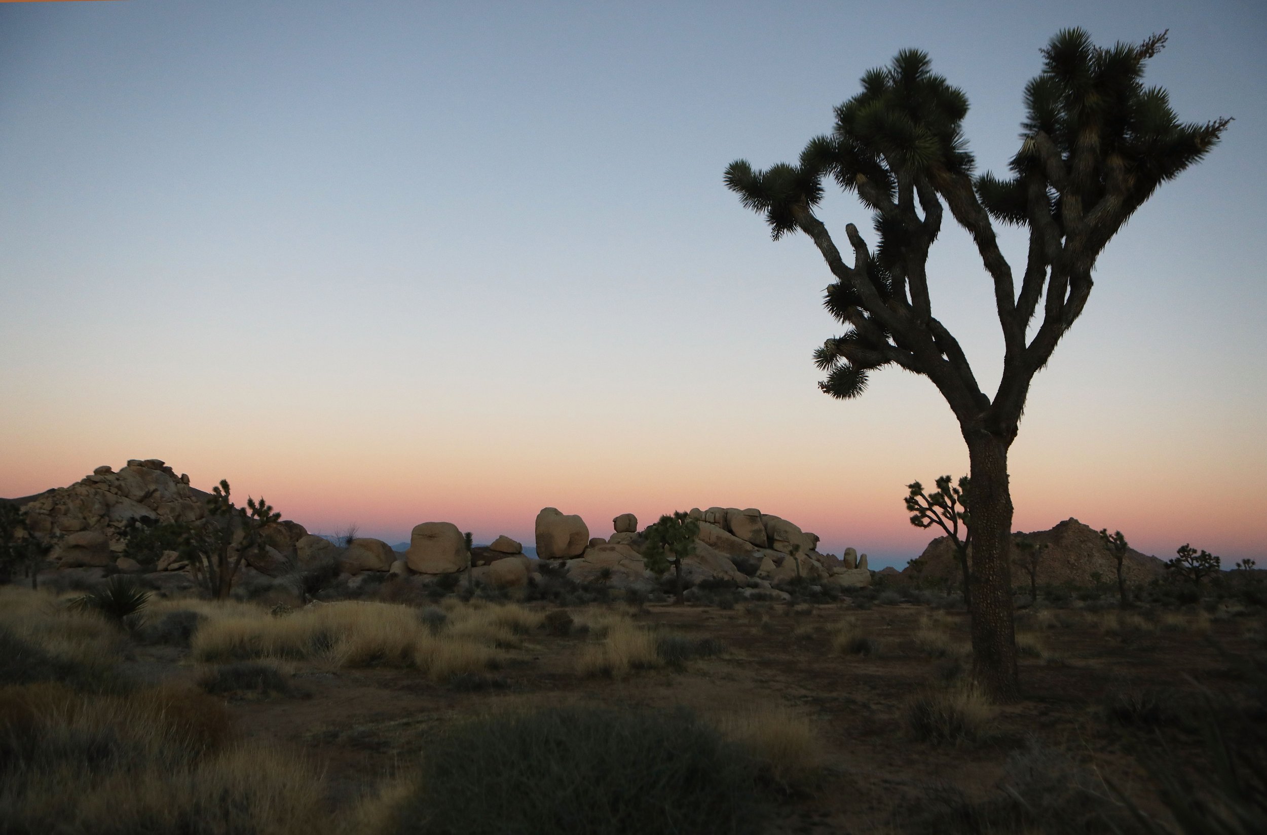 Joshua Trees Cut Down as National Park Stays Open During Government