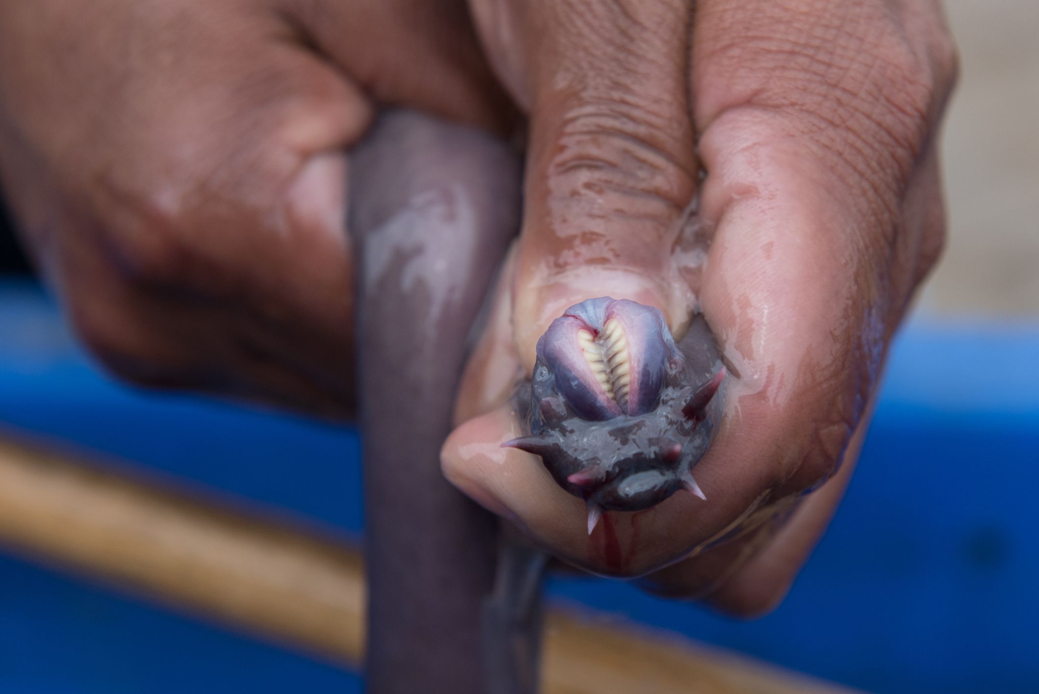 hagfish