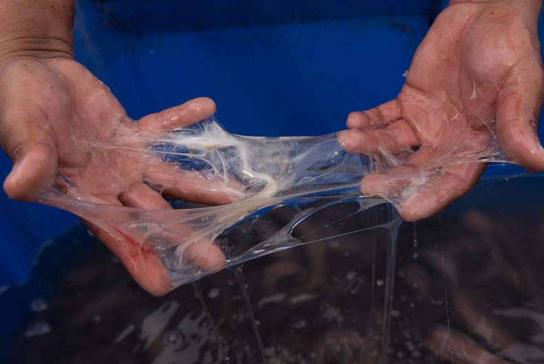 hagfish slime pic