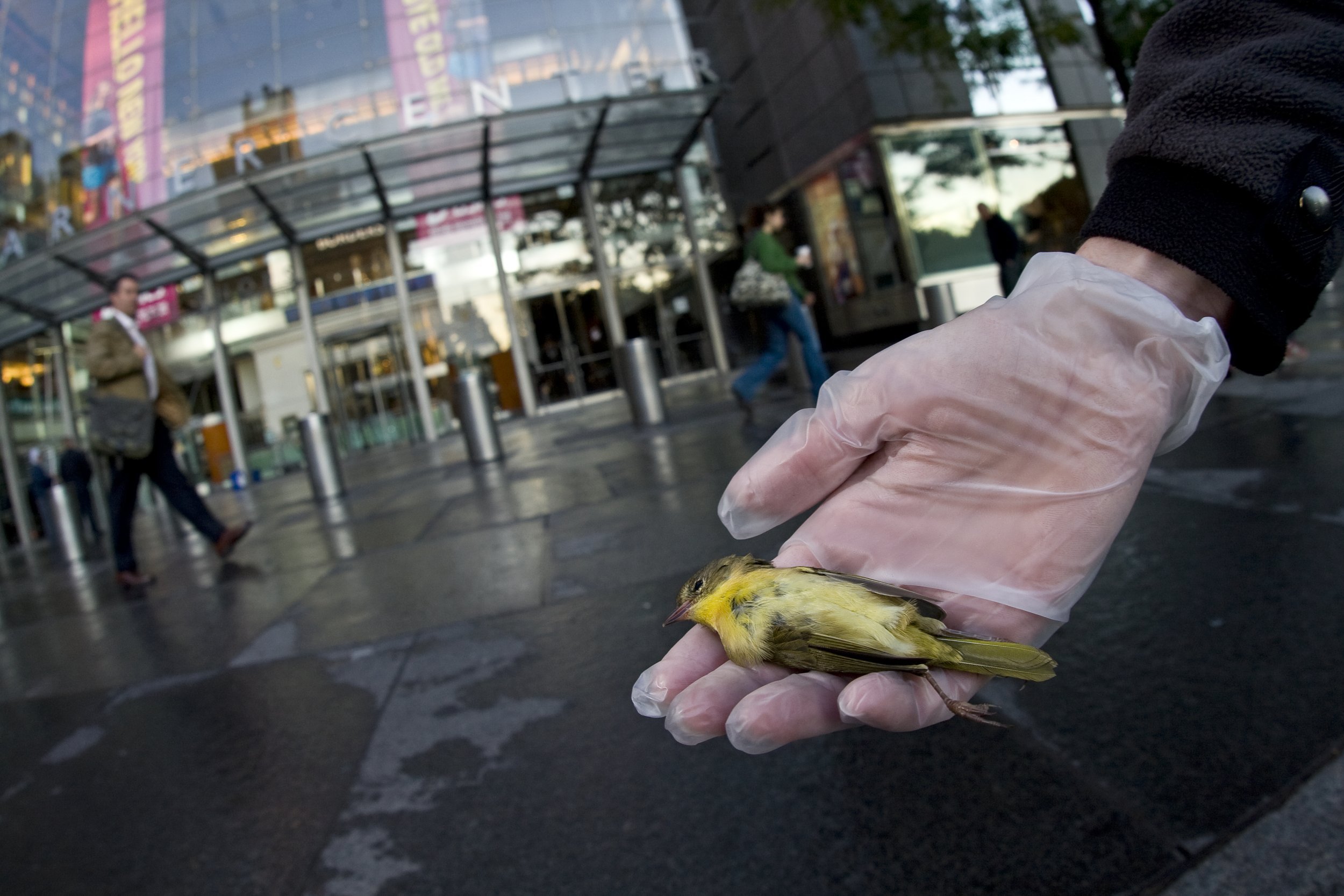 bird-collision deaths