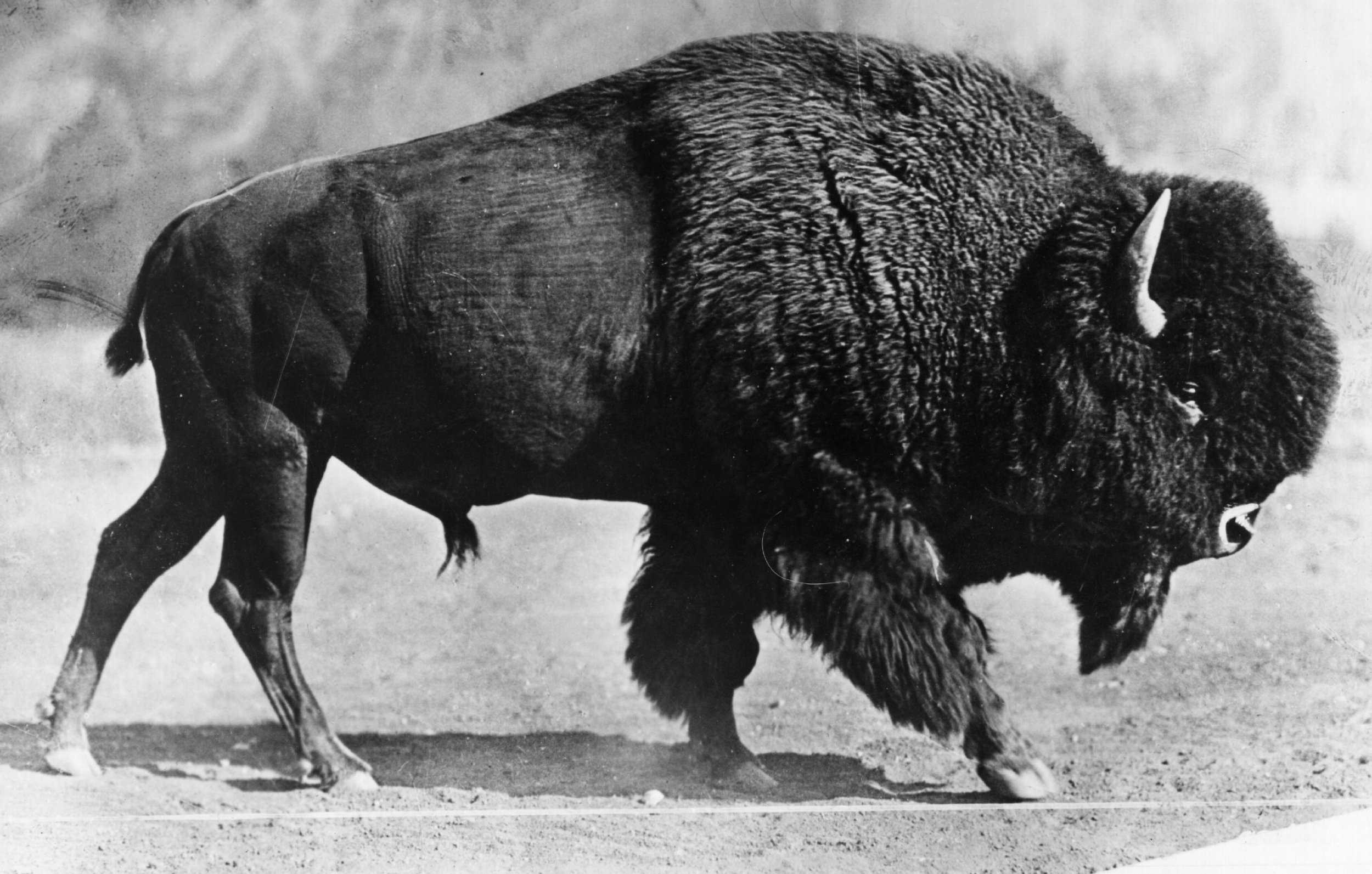 Great Plains Bison Were Brought Back From the Brink of Extinction—A  Remarkable, Century-long Conservation Success Story
