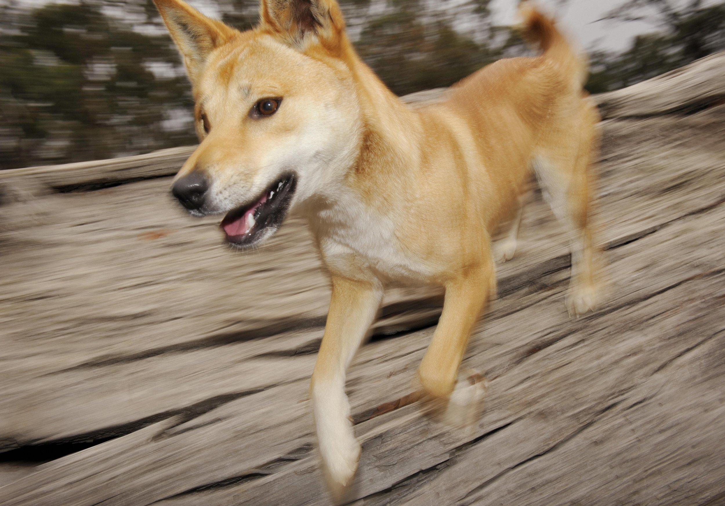 are dingoes wild dogs