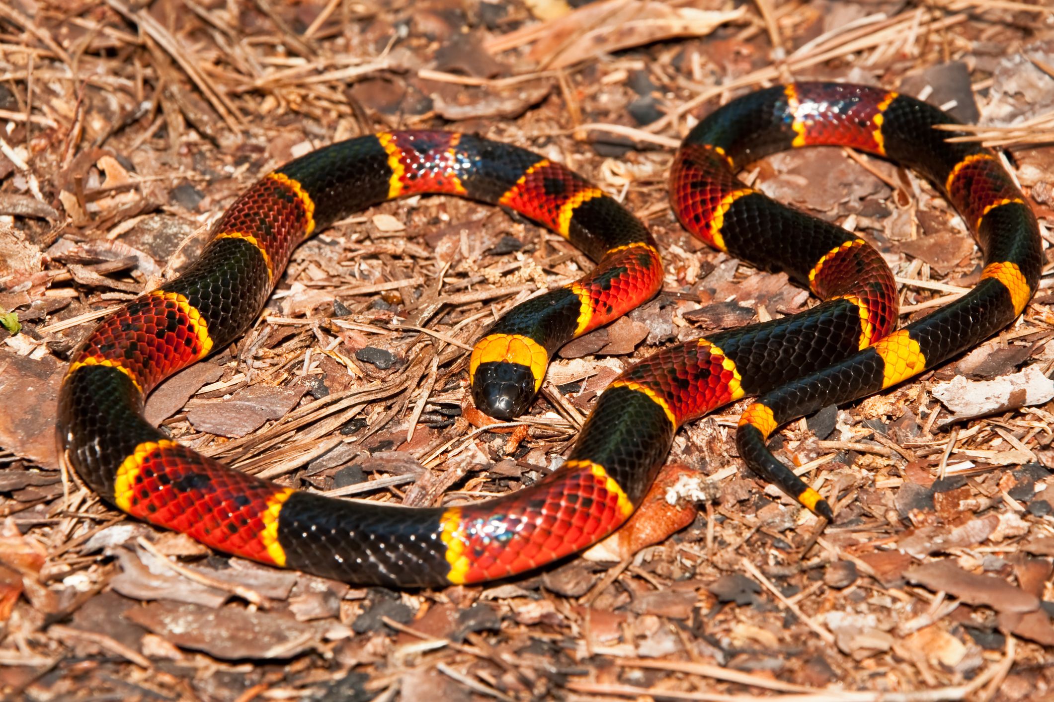 Texas Scientists Discover New Snake Species Inside The Stomach of 