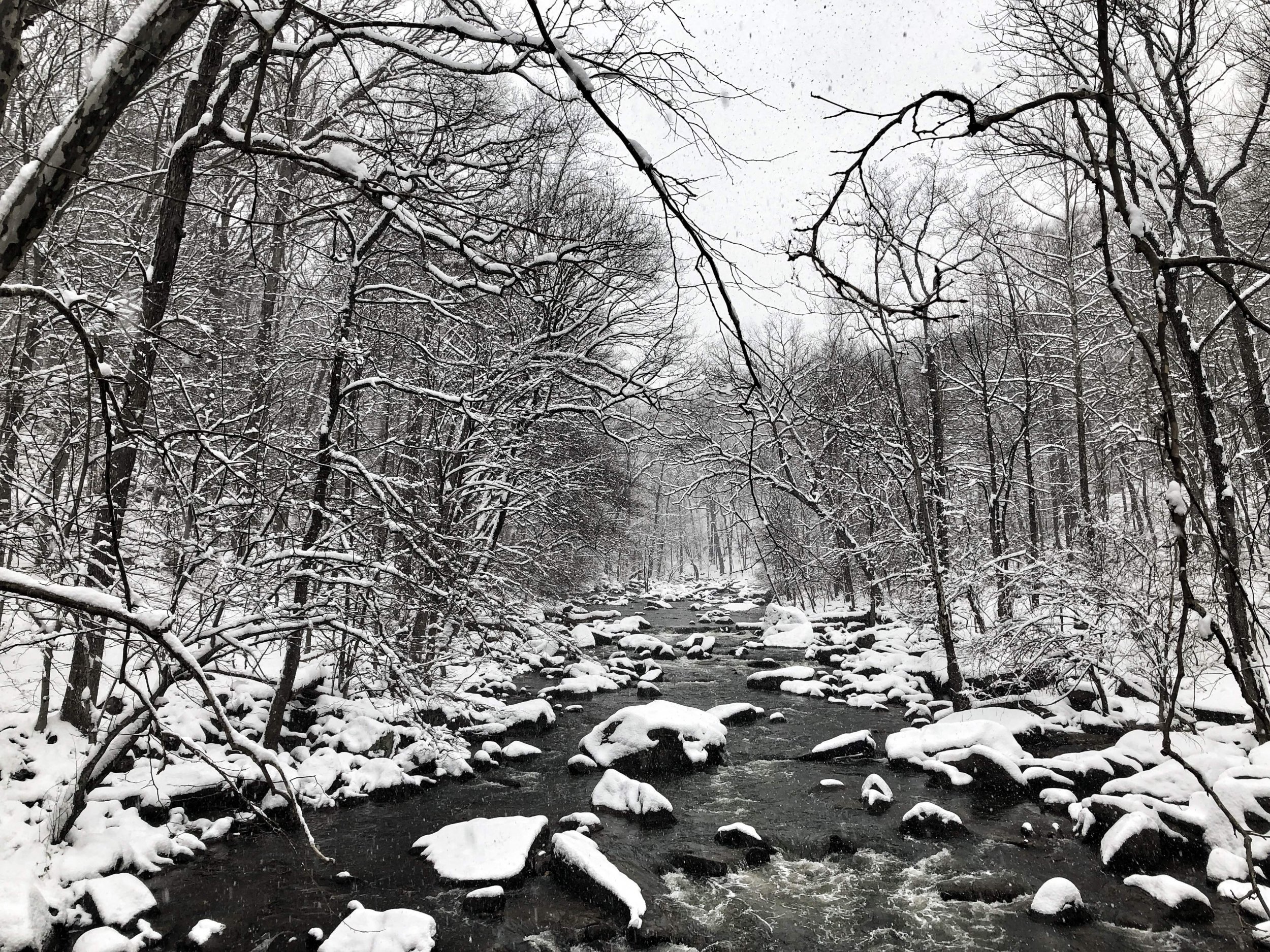 snow on trees and creek