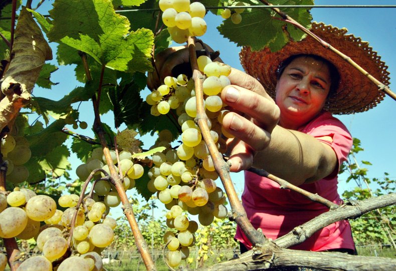 Georgia Orange Wine