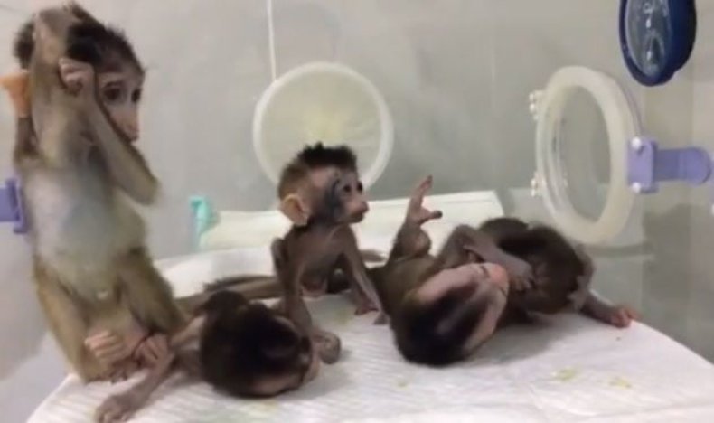 cloned monkeys china