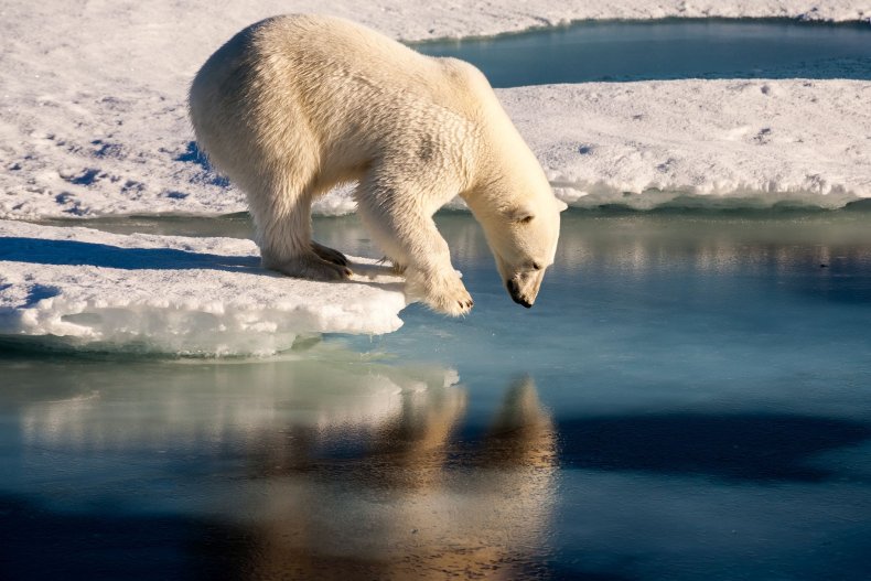 polar bear global warming stock getty