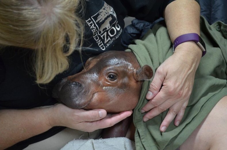 fiona the hippo 2nd birthday turns two Cincinnati zoo