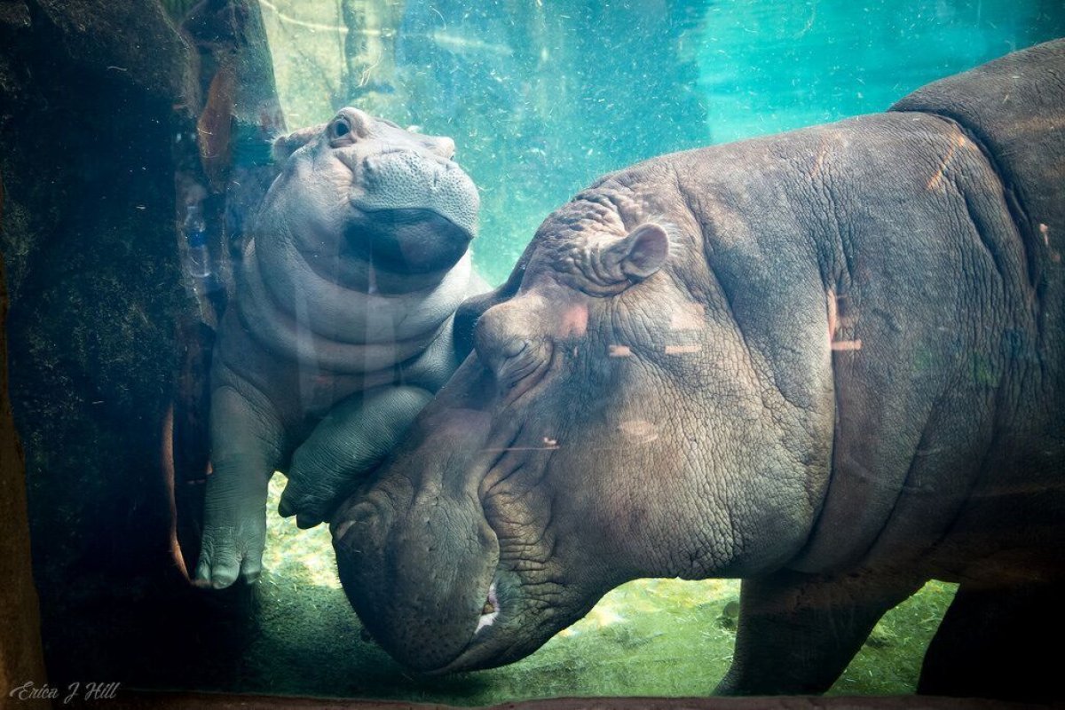 fiona the hippo bibi mom Cincinnati zoo  