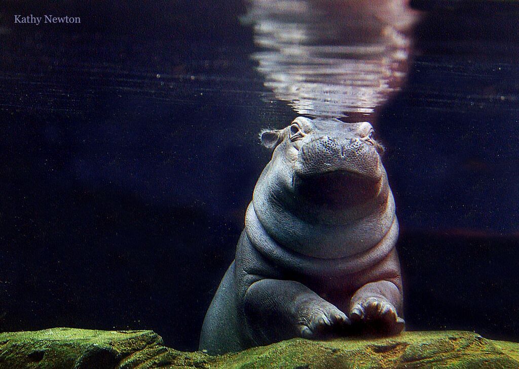 fiona the hippo 2nd birthday turns 2 Cincinnati zoo tourism 